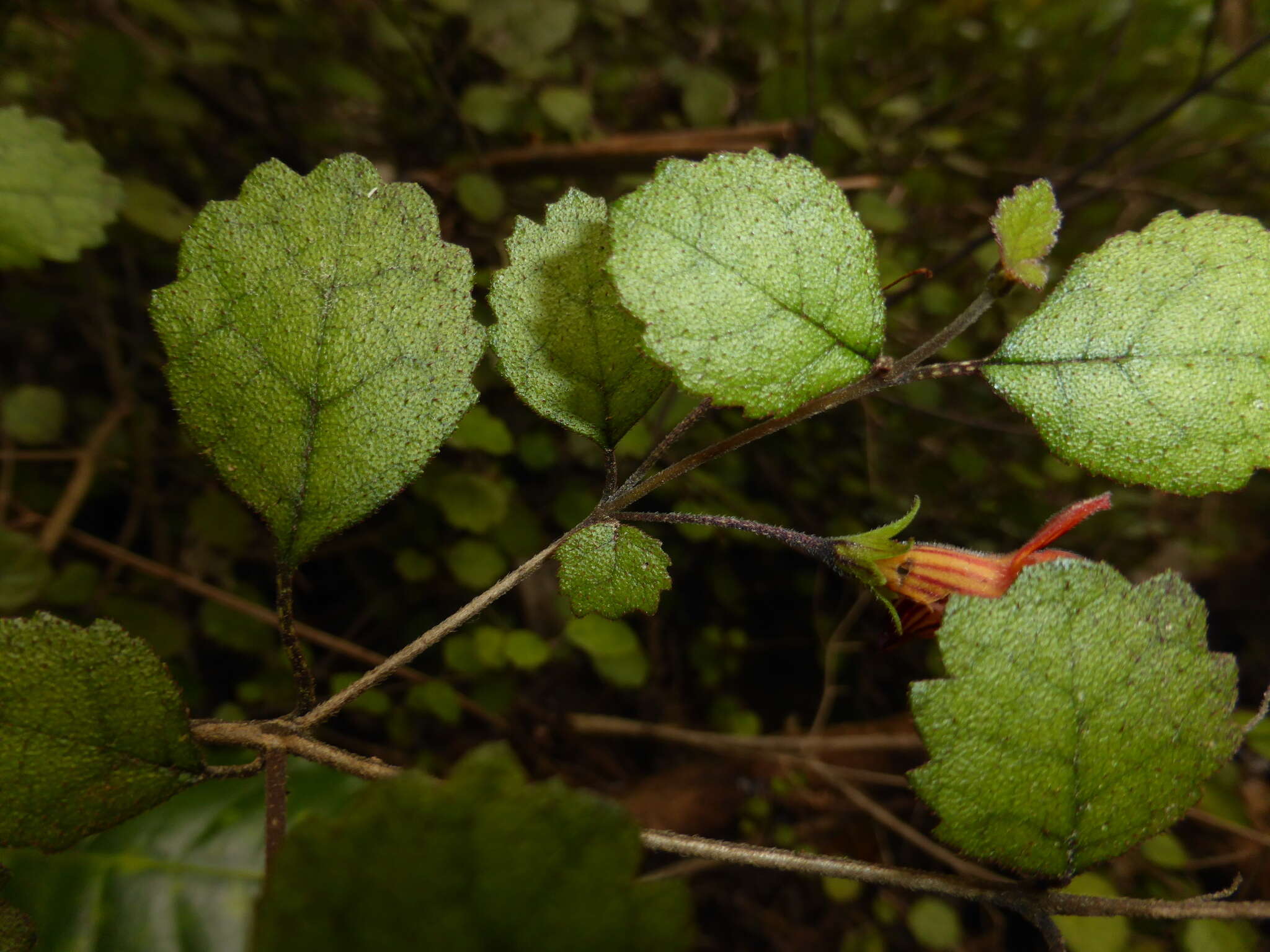 Image of Rhabdothamnus