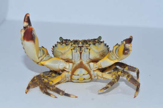 Image of warty crab