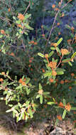 Image of Phebalium squamulosum subsp. coriaceum Paul G. Wilson