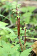 Imagem de Calyptospora columnaris J. G. Kühn 1886