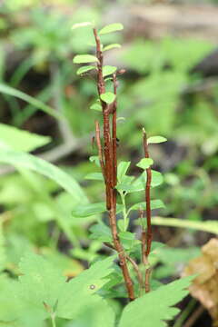 Calyptospora columnaris J. G. Kühn 1886的圖片