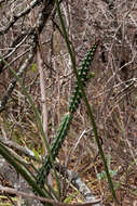 صورة Praecereus euchlorus (F. A. C. Weber ex K. Schum.) N. P. Taylor