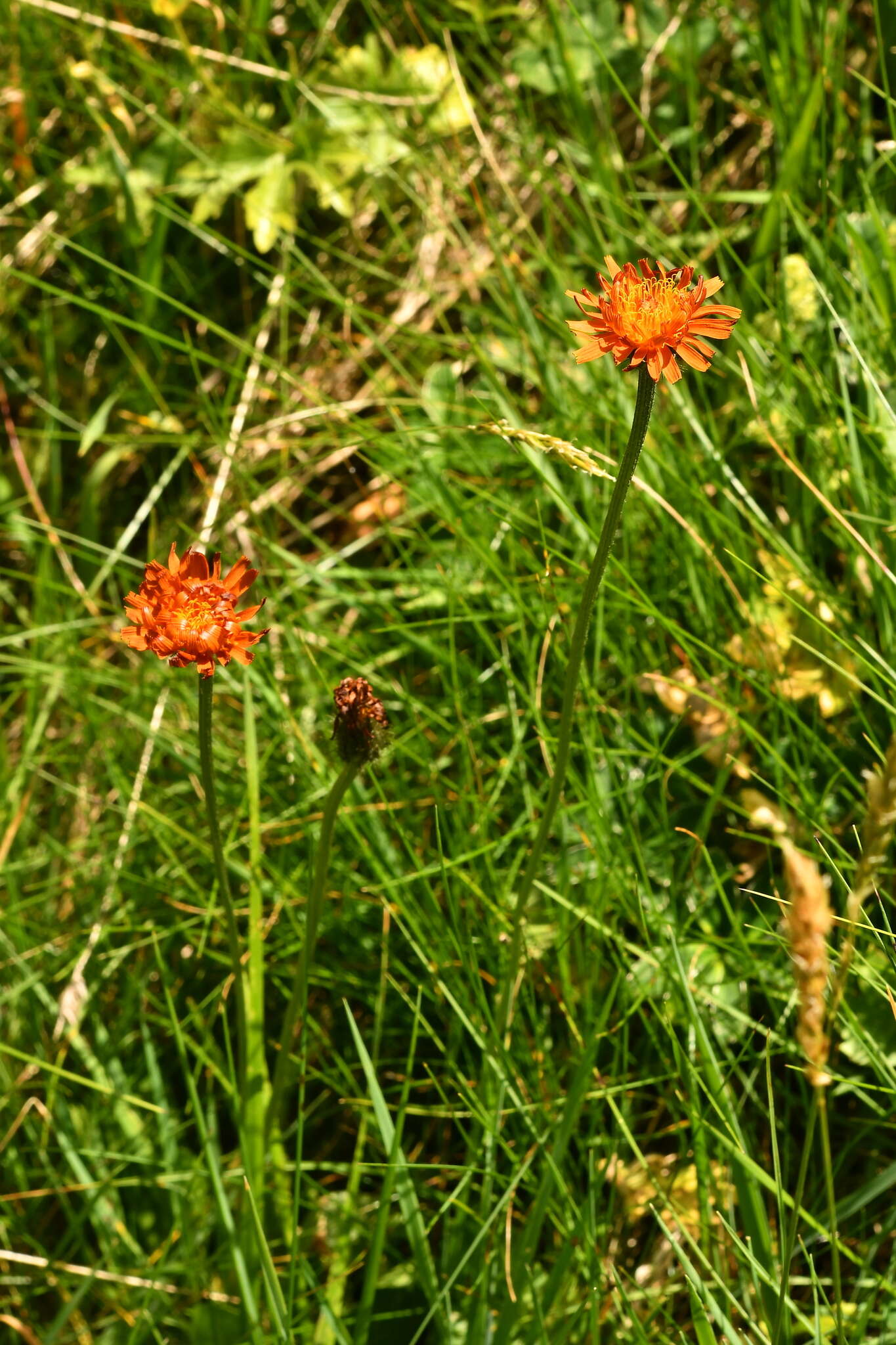 Image of Crepis aurea subsp. aurea