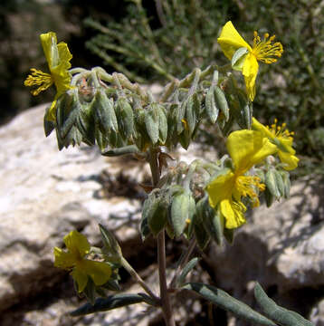 Helianthemum syriacum (Jacq.) Dum.-Courset resmi