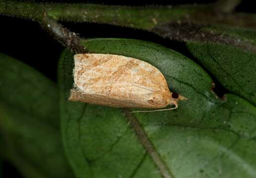 Слика од Adoxophyes privatana Walker 1863