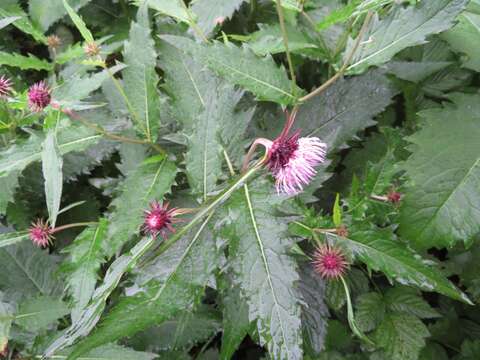 Image of Cirsium otayae Kitam.