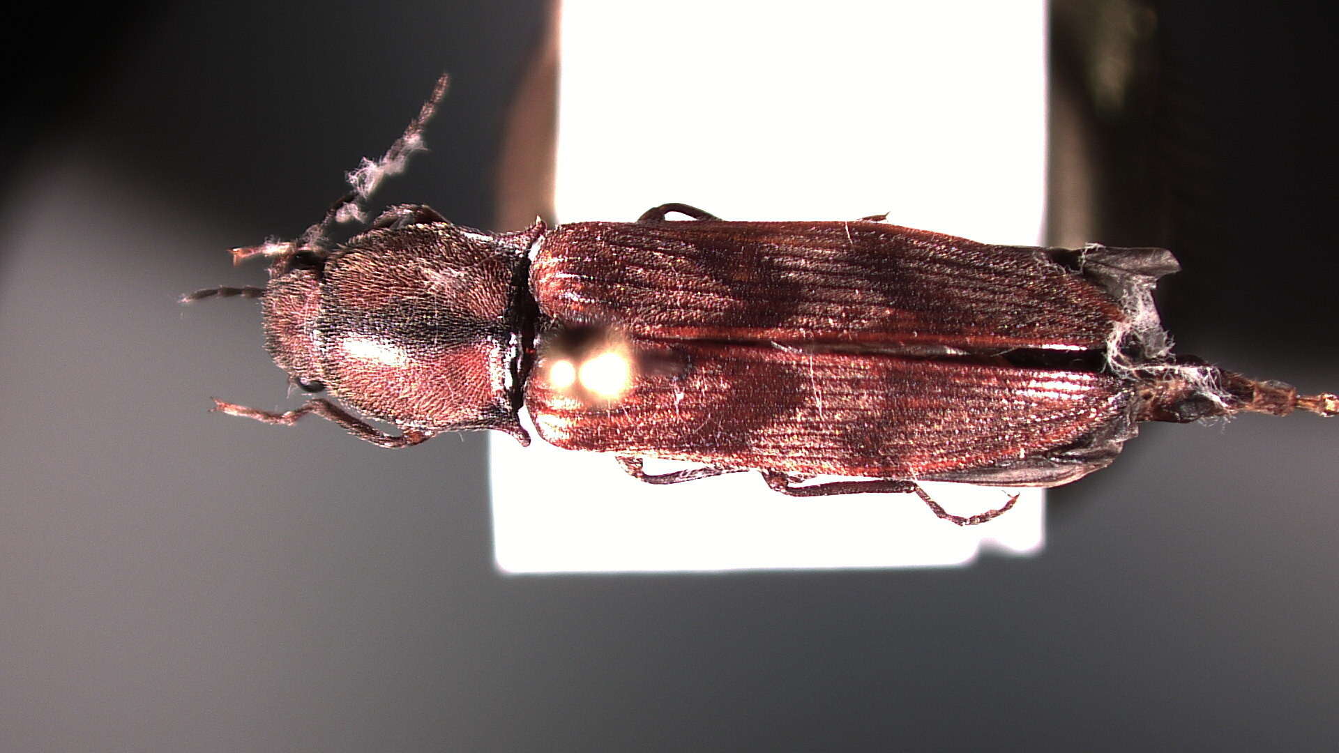 Image of Diacanthous Reitter 1905