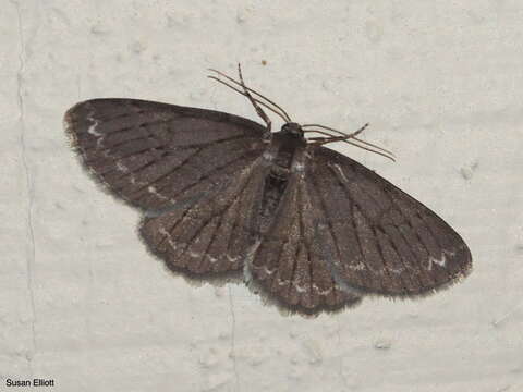 Image of The Small Engrailed