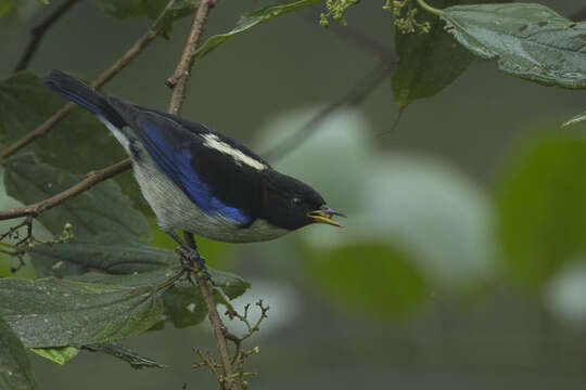 صورة Iridophanes Ridgway 1901