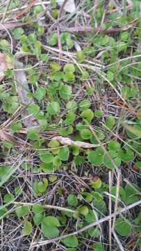 Imagem de Dichondra donelliana Tharp & M. C. Johnston