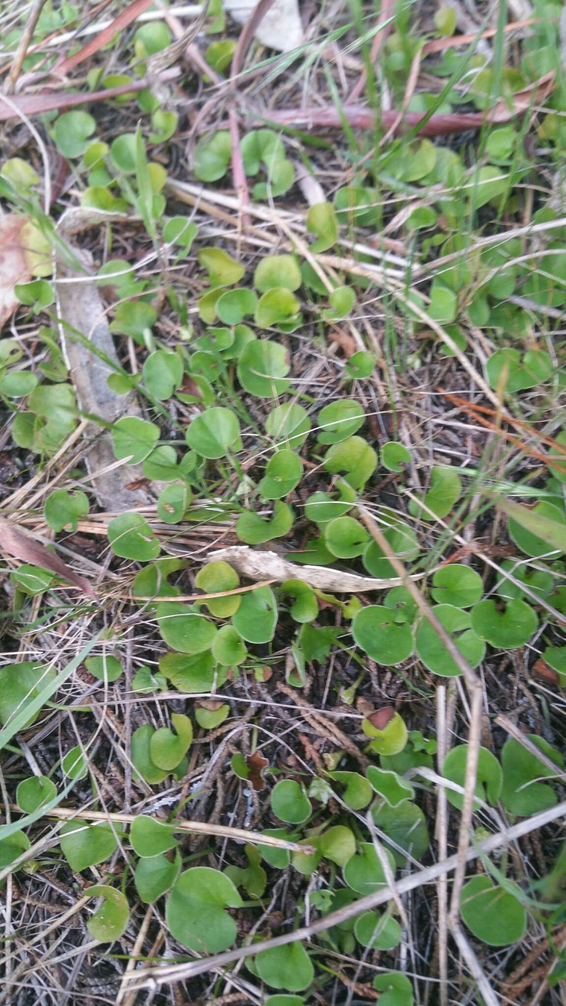 Dichondra donelliana Tharp & M. C. Johnston resmi