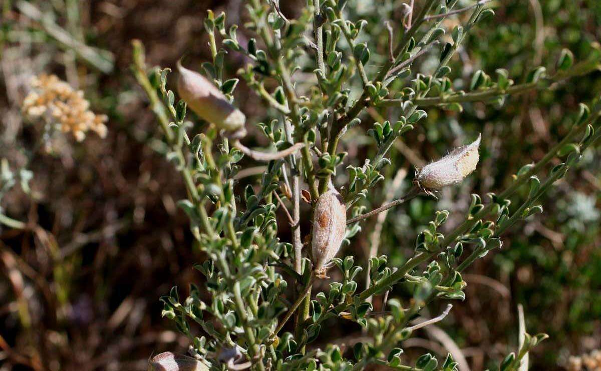 Plancia ëd Podalyria microphylla E. Mey.