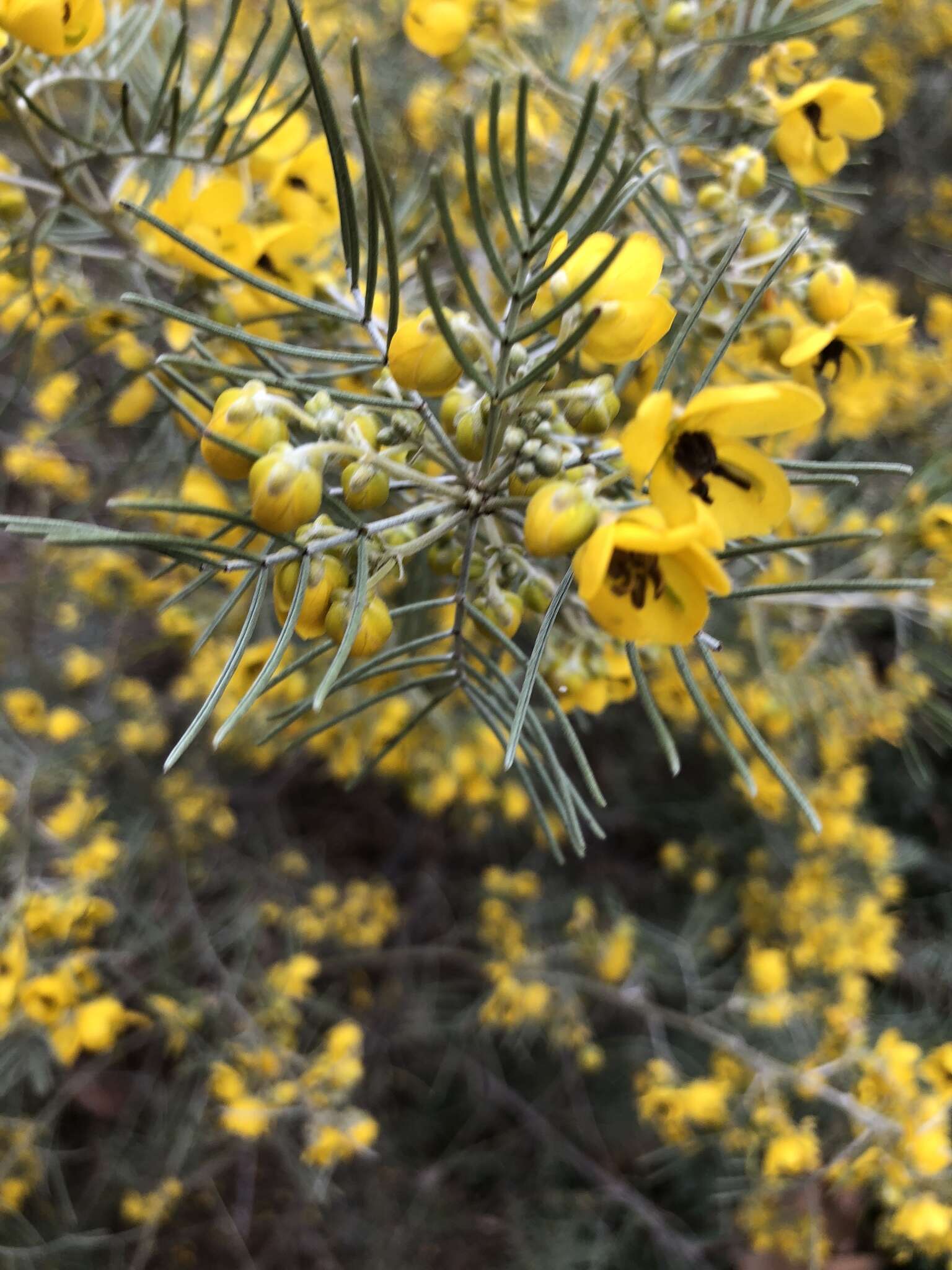 Image of Burnt-leaved Acacia