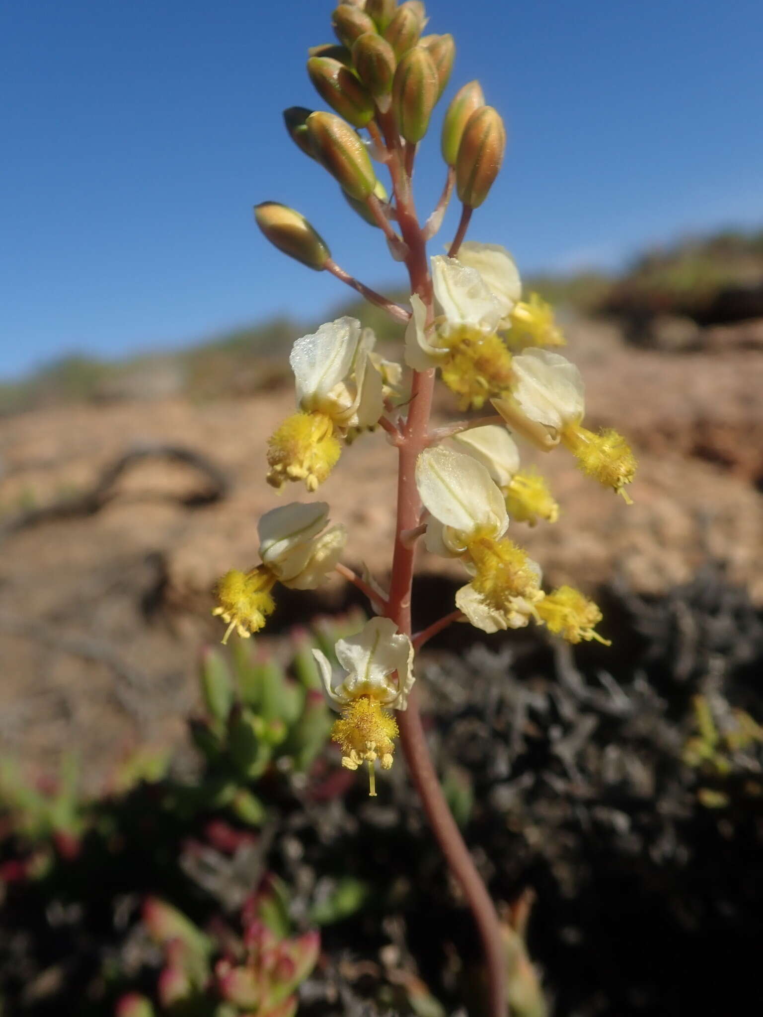 Image of Bulbine wiesei L. I. Hall