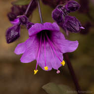 Mirabilis elegans (Choisy) Heimerl resmi