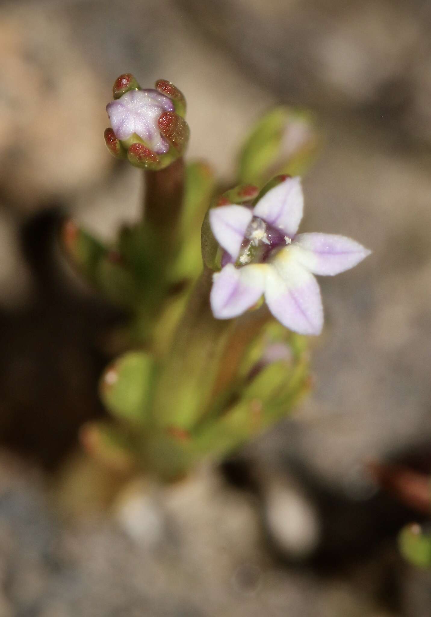 Image of Dwarf Calico-Flower