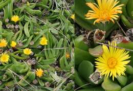 Image of Glottiphyllum longum (Haw.) N. E. Br.