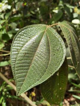 Image of Bellucia mespiloides (Miq.) Macbr.