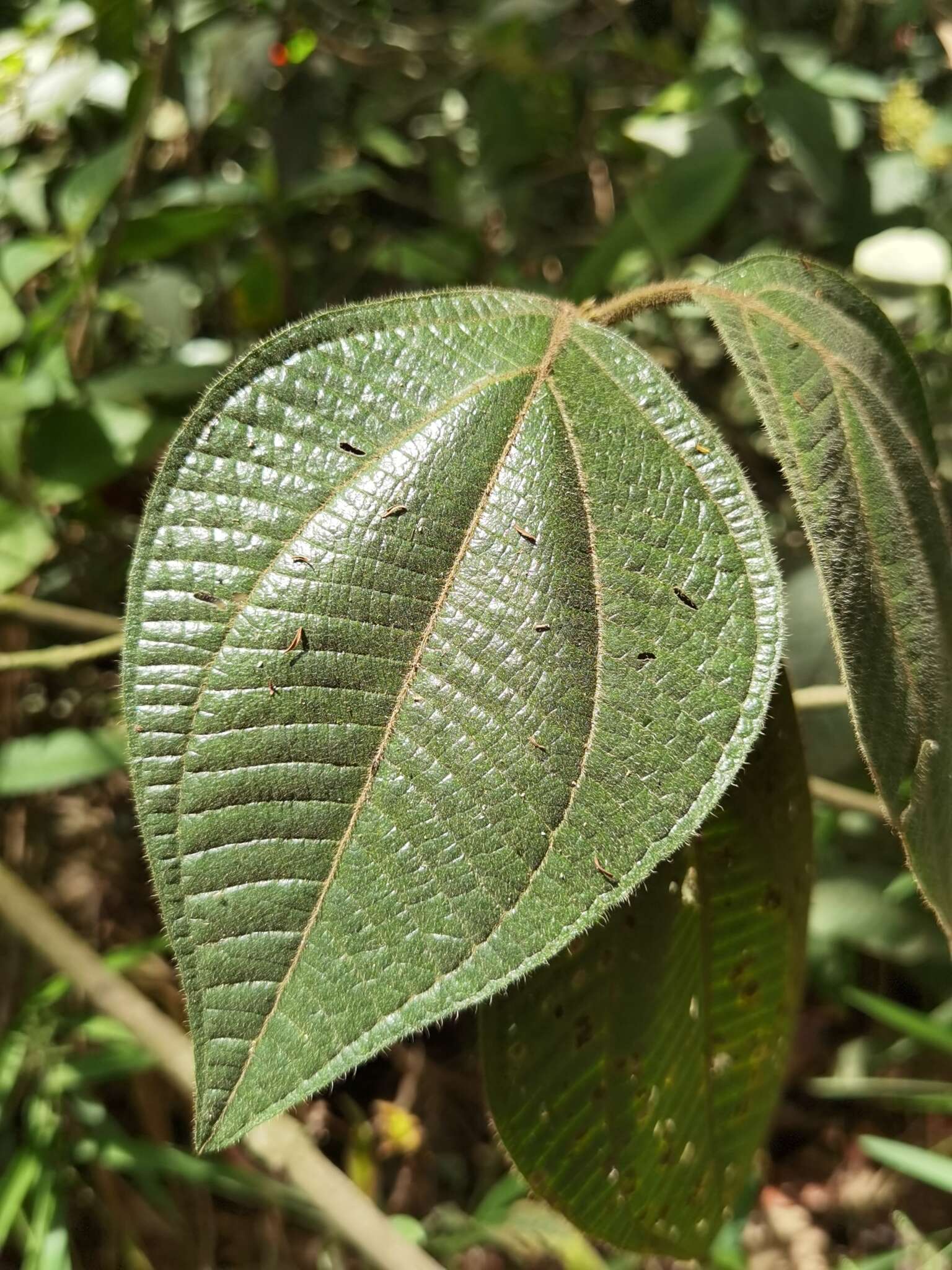 Imagem de Bellucia mespiloides (Miq.) Macbr.