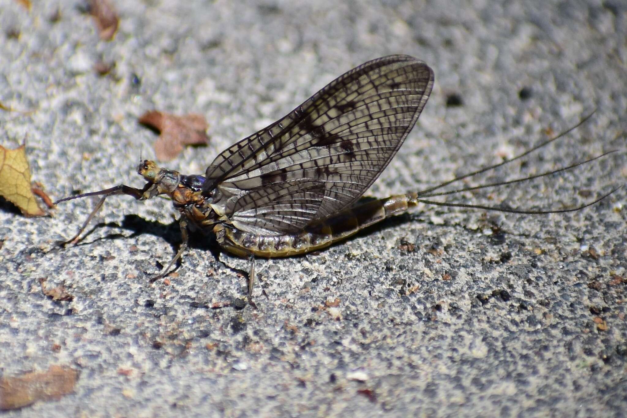 Image of Brown Drake (Mayfly)