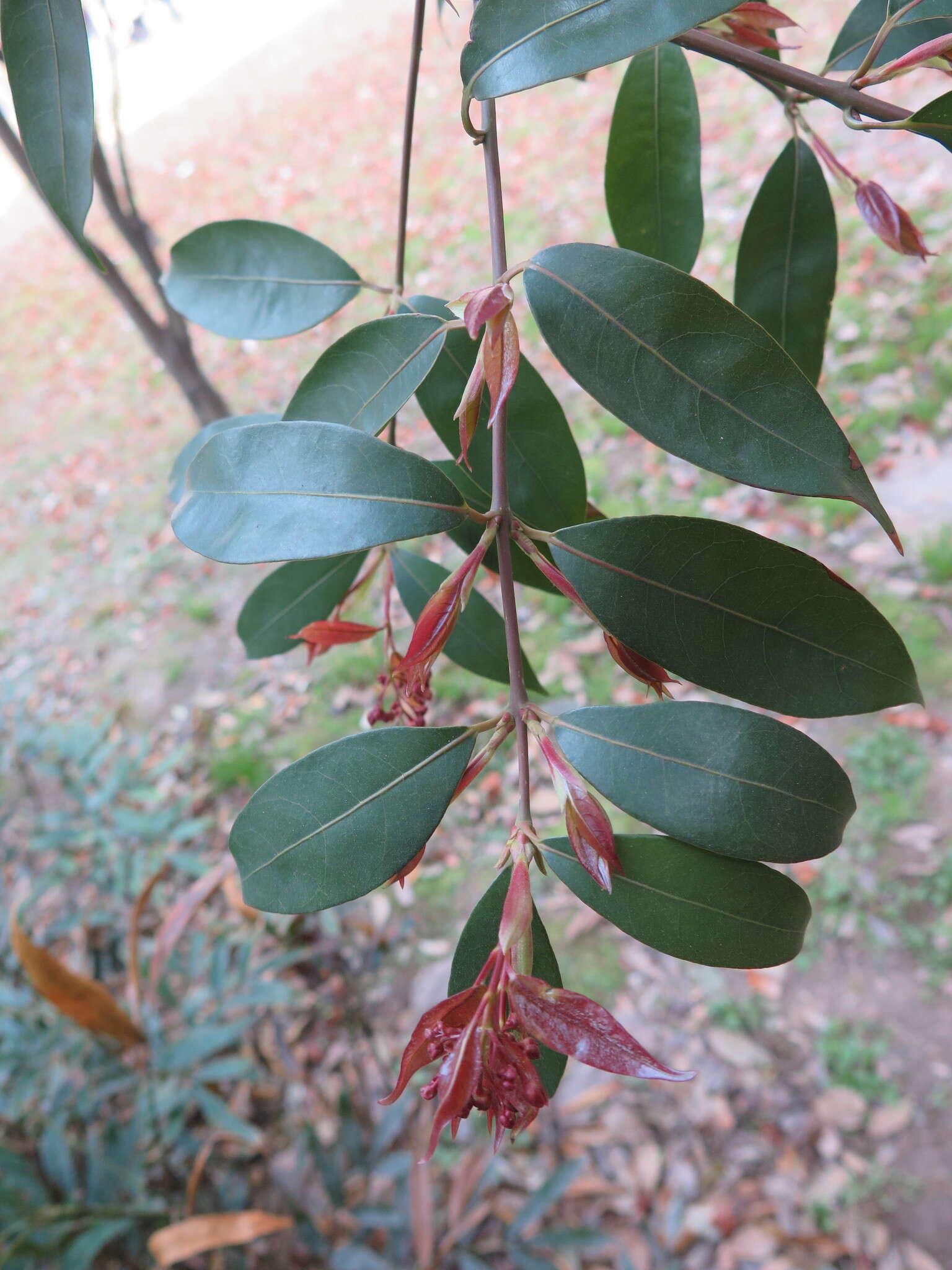 Image of Acer cordatum Pax