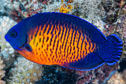 Image of Coral Beauty Angel