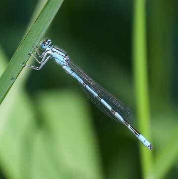 Image of Hagen's Bluet