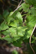 Image of Salvia cacaliifolia Benth.