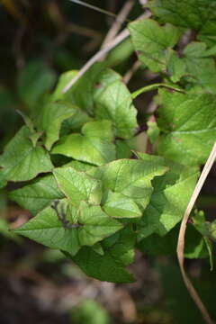 Image of Salvia cacaliifolia Benth.