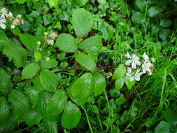 Image of Rubus dentatifolius (Briggs) W. C. R. Watson