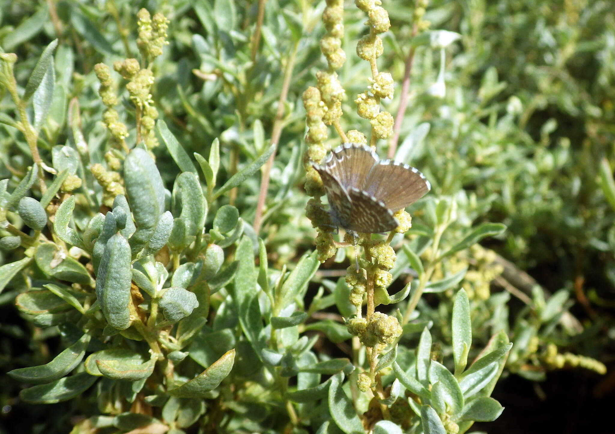 Image de Theclinesthes serpentata (Herrich-Schäffer 1869)