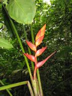 Image of Heliconia uxpanapensis C. Gut. Báez