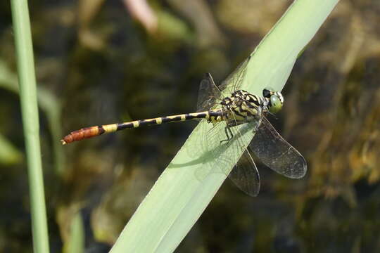 Image of Austroepigomphus turneri (Martin 1901)