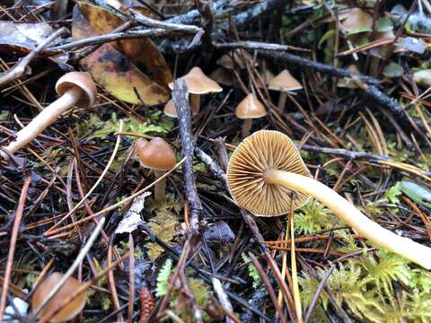 Image of Cortinarius acutus (Pers.) Fr. 1838