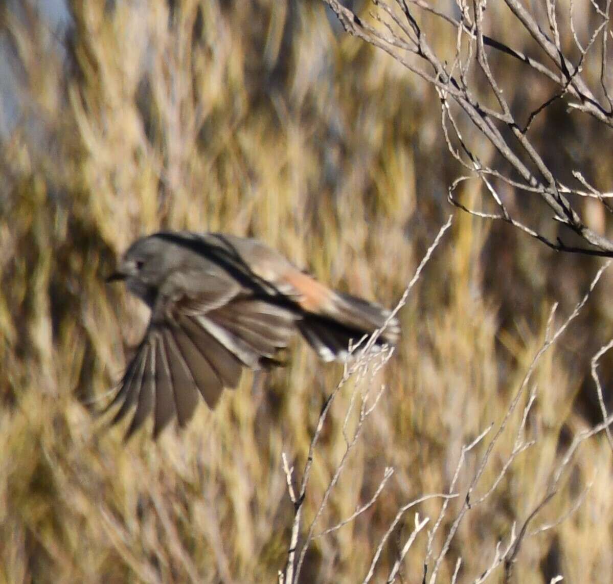 Image of Slaty-backed Thornbill