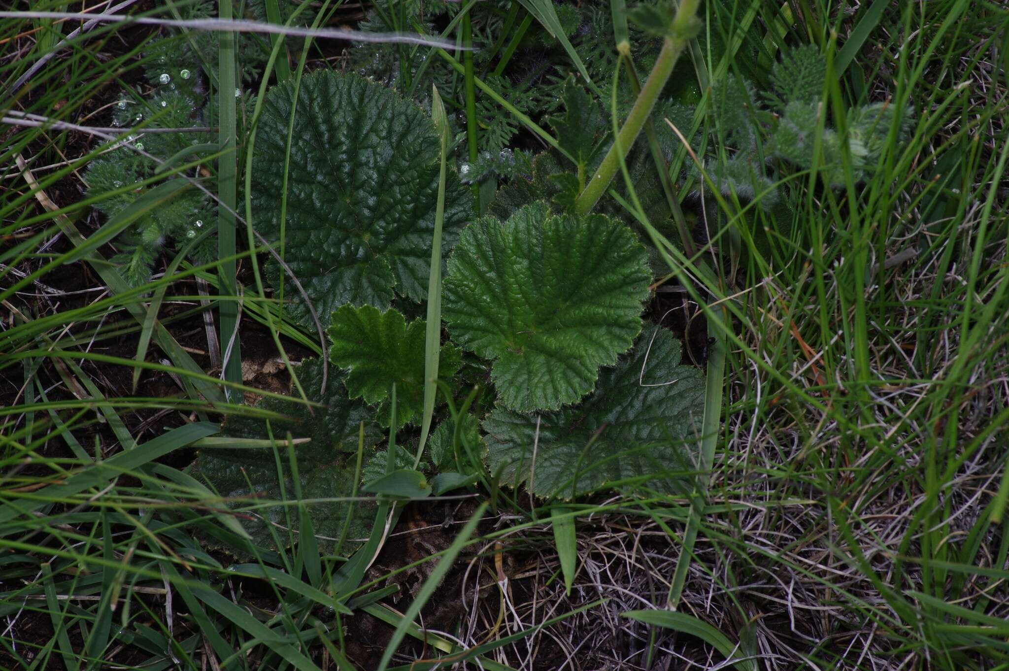 Image of Geum capense Thunb.