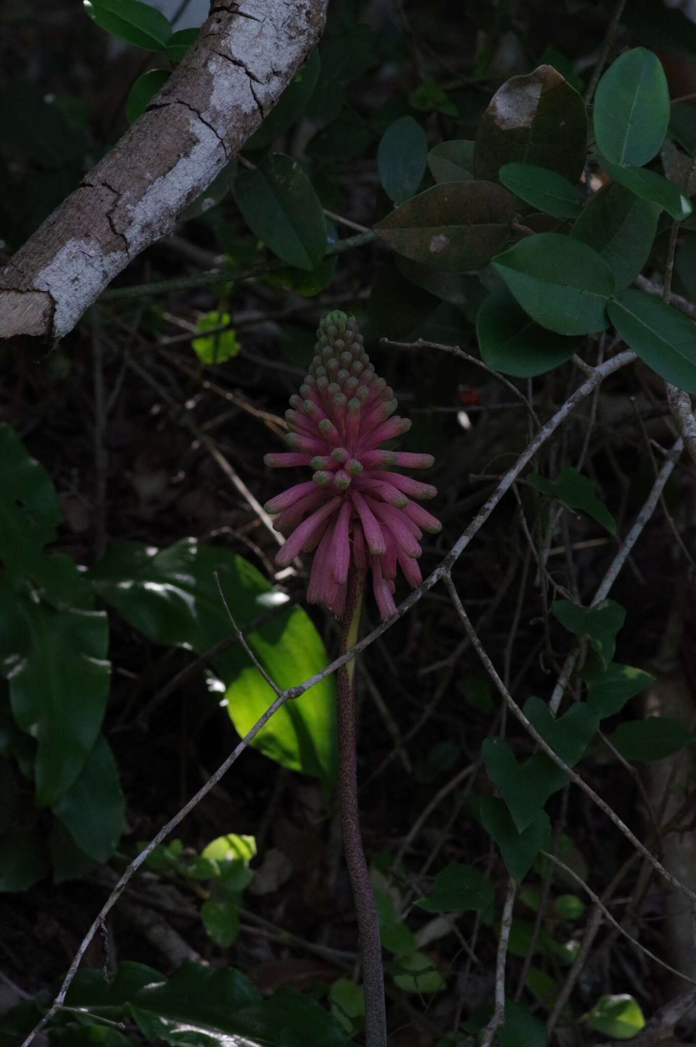 Sivun Veltheimia bracteata Harv. ex Baker kuva