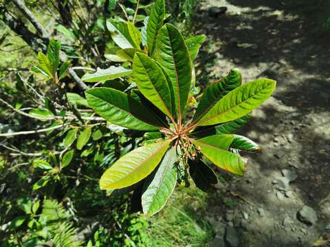 Image of Forgesia racemosa J. F. Gmel.