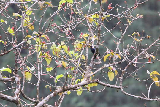 Image of Ceylon Myna