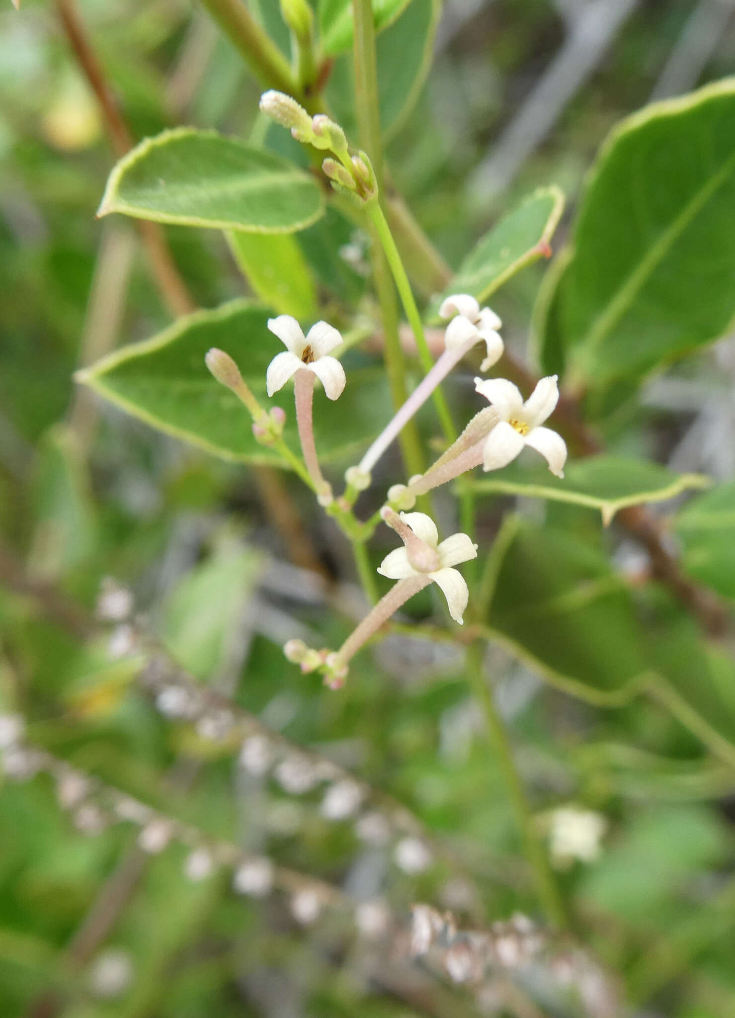 Image of Asperula aristata subsp. scabra Nyman