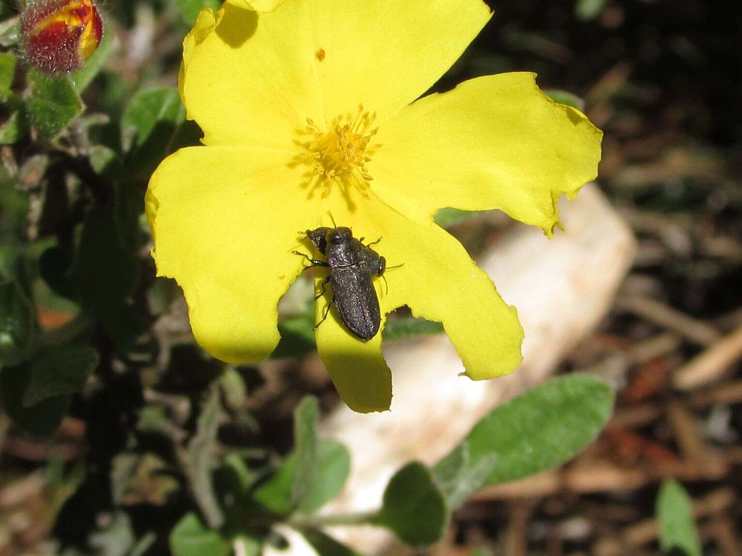 Image of Anthaxia sepulchralis (Fabricius 1801)