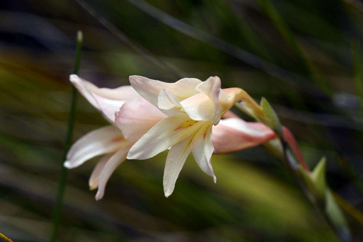 Gladiolus monticola Goldblatt & J. C. Manning resmi