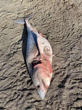 Image of Salmon Shark