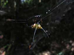 Image of Gasteracantha remifera Butler 1873