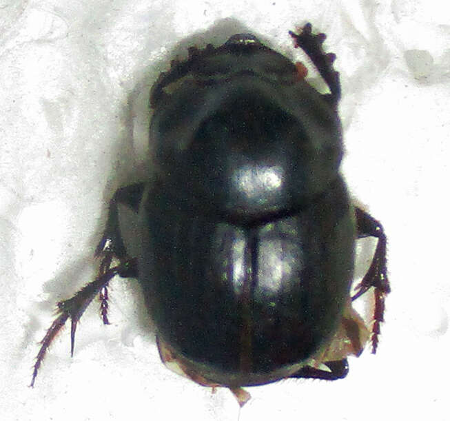 Слика од Onthophagus bayeri Balthasar 1942