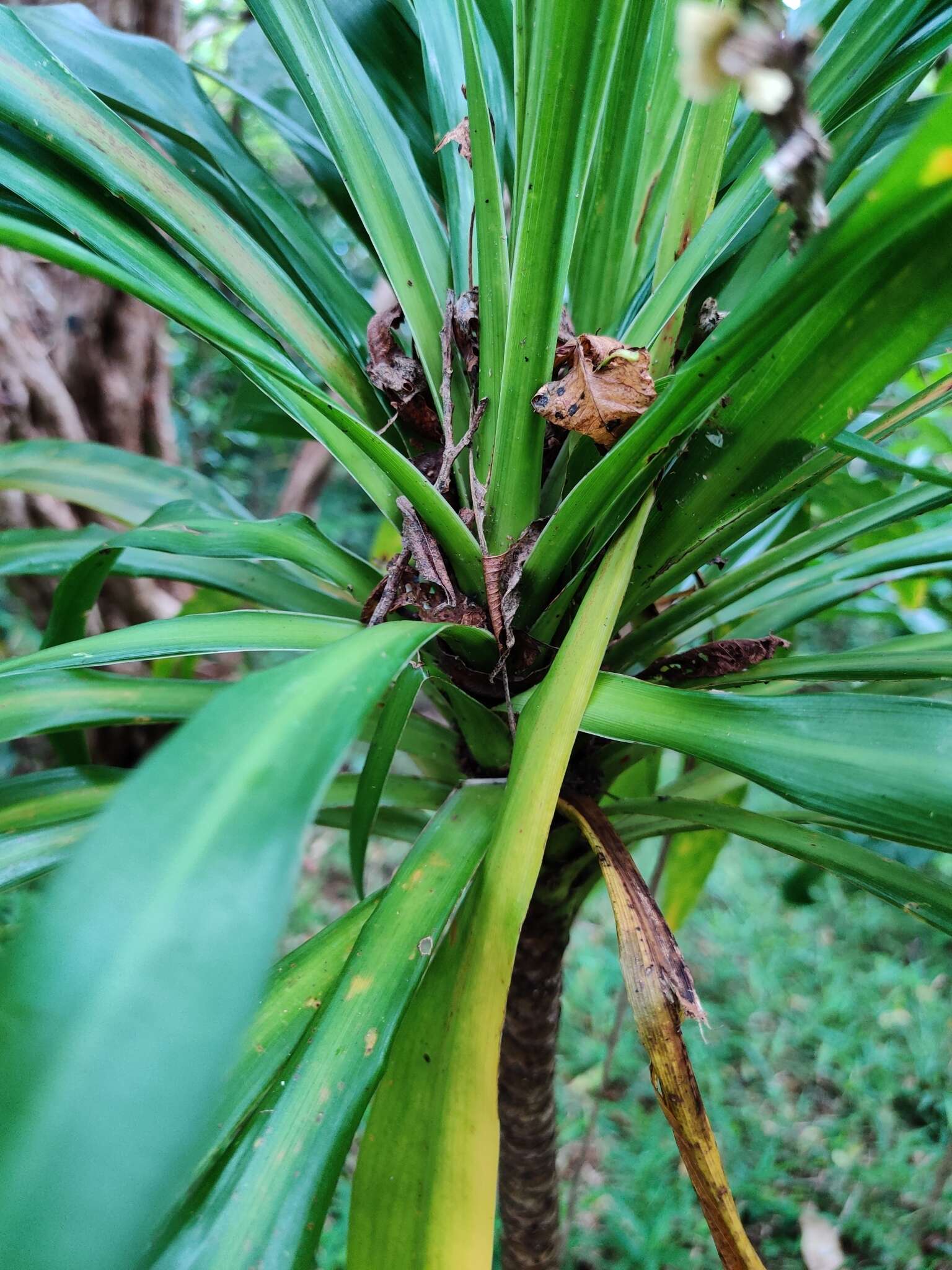 Image of Cordyline obtecta (Graham) Baker