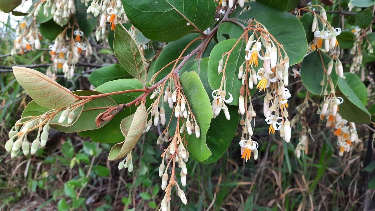 Image of Styrax ferrugineus Nees & Mart.