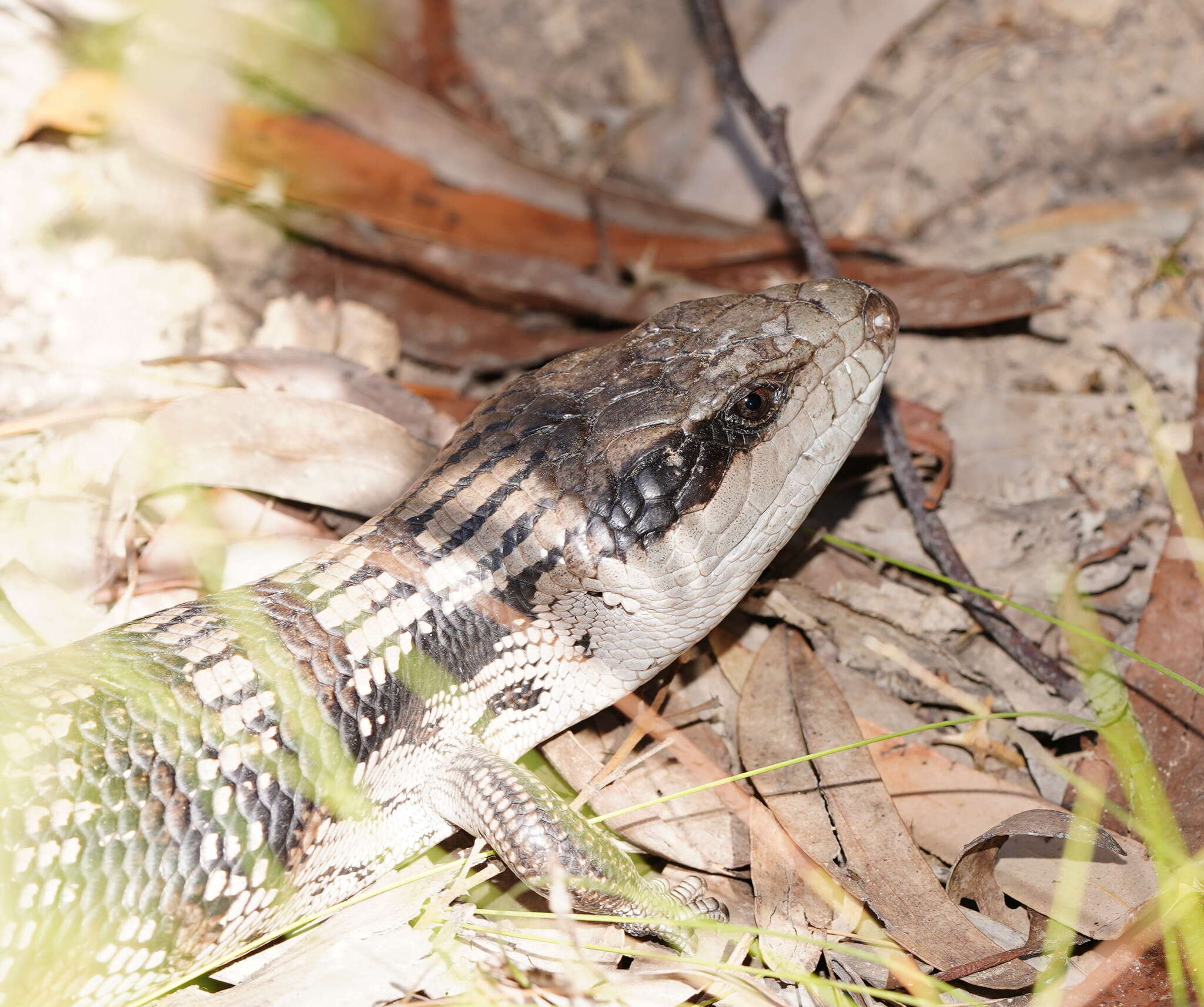 صورة Tiliqua scincoides scincoides (White 1790)