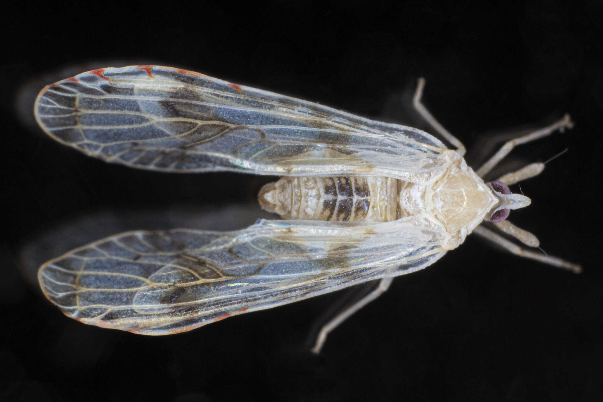 Image of Anotia robertsonii Fitch 1856