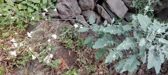 Image of Crambe fruticosa L. fil.